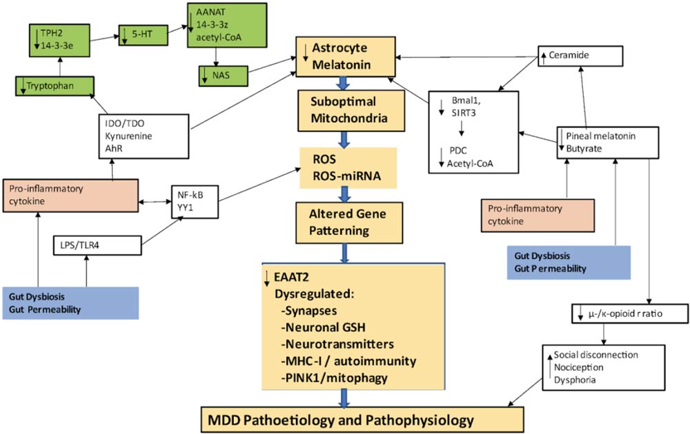 pathogenesis of depression